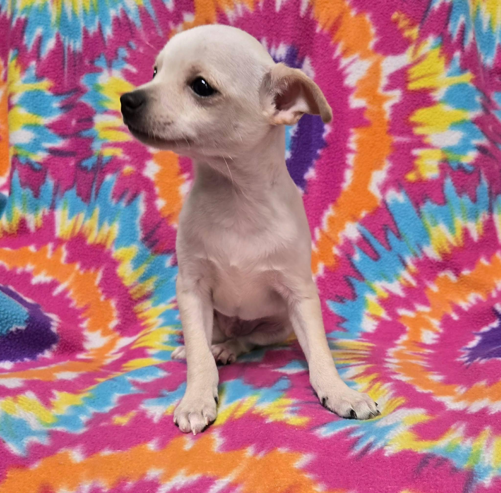 Grasshopper "Pie", an adopted Chihuahua in Anderson, SC image 2/5