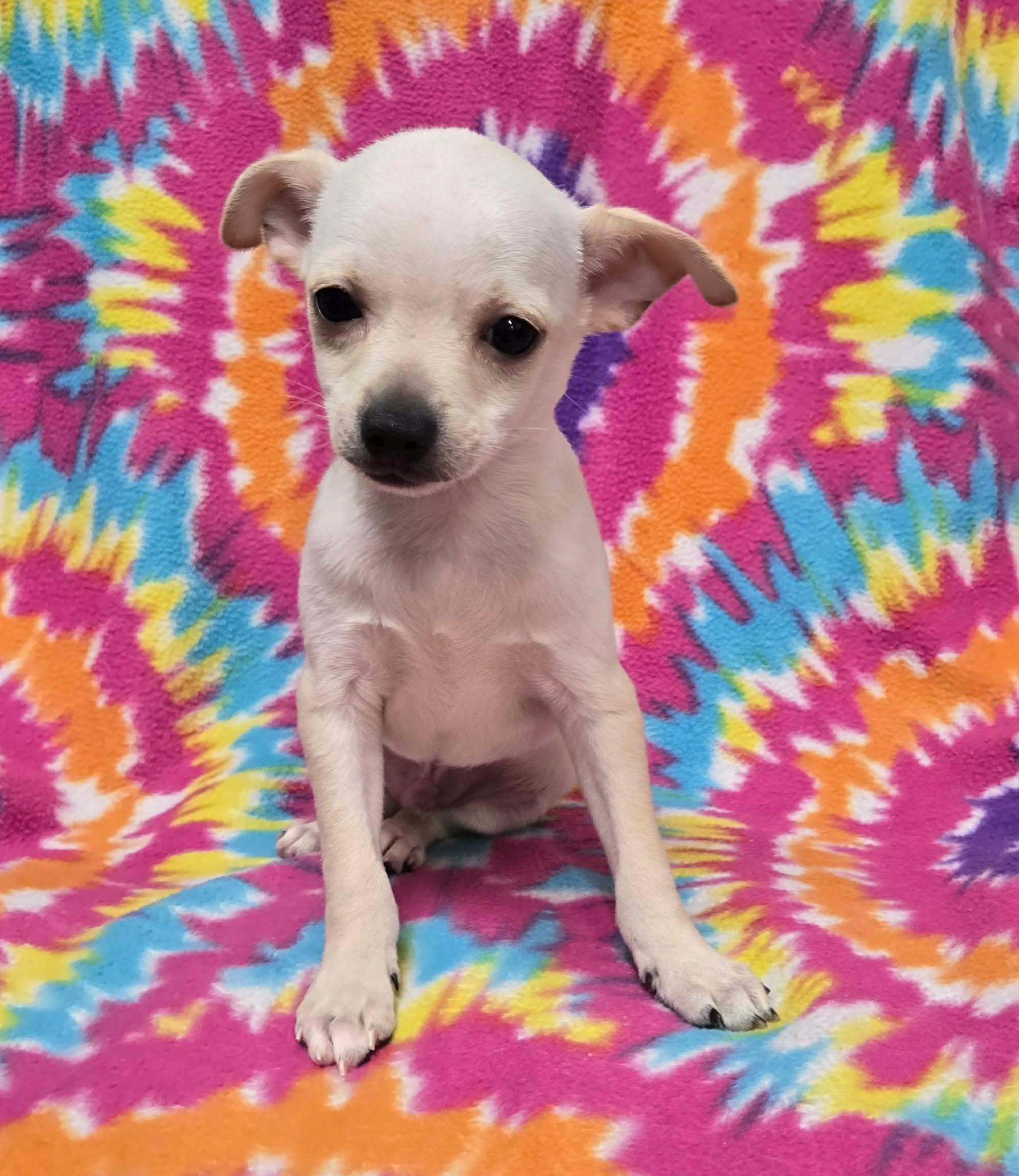 Grasshopper "Pie", an adopted Chihuahua in Anderson, SC image 4/5