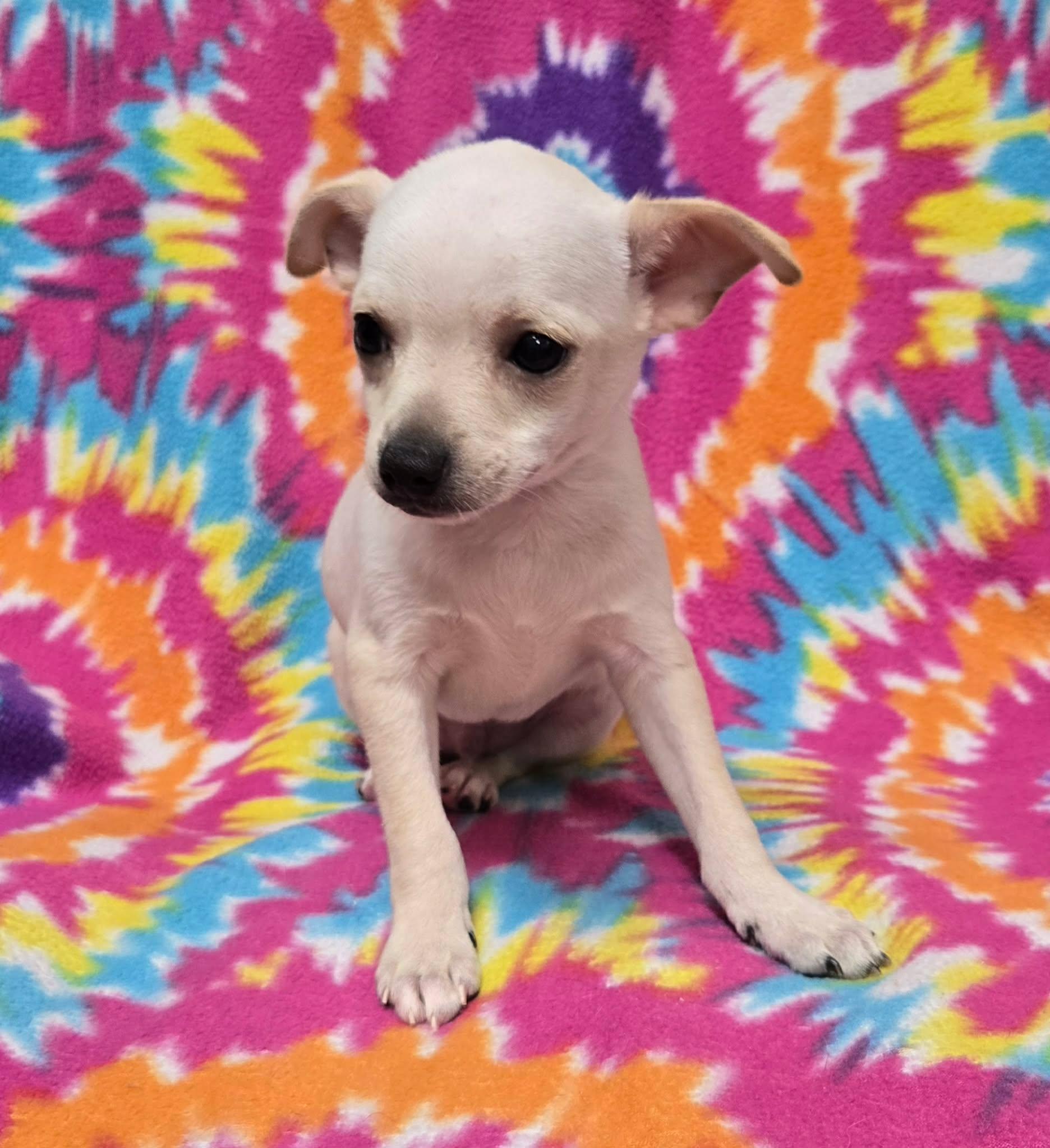 Grasshopper "Pie", an adopted Chihuahua in Anderson, SC image 3/5