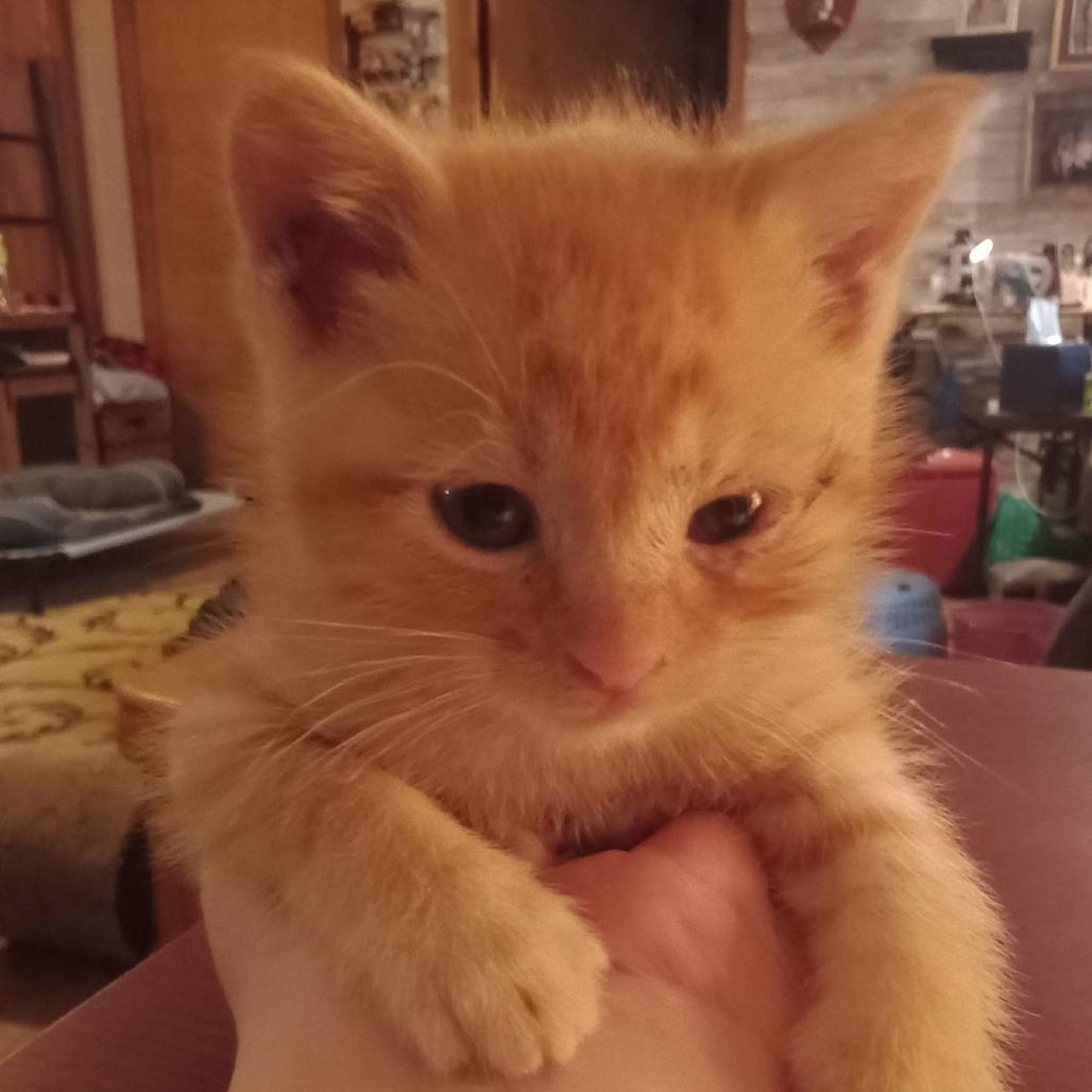 Little Monkey, Adoptable, Young Male Domestic Short Hair.