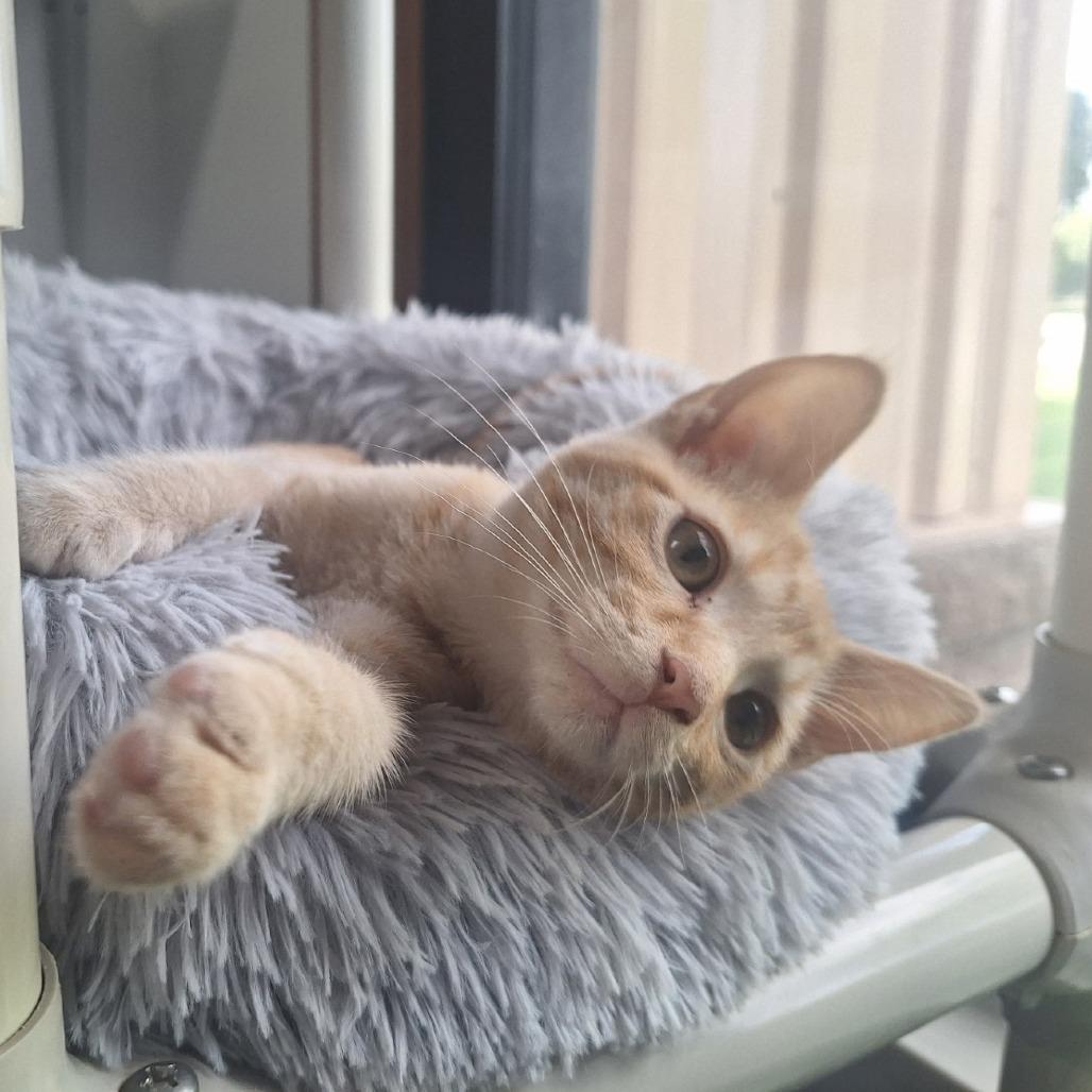 Enlarge Little Monkey, a Adoptable Domestic Short Hair in Albert Lea, MN image 3/6