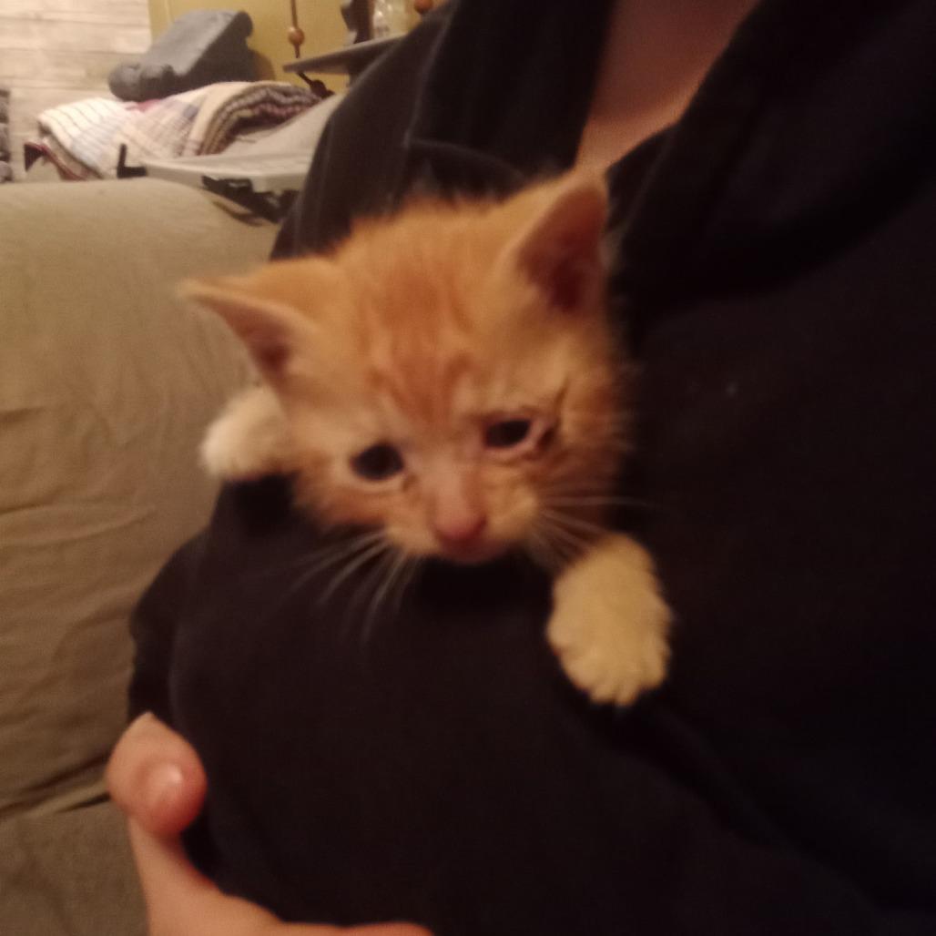 Enlarge Little Monkey, a Adoptable Domestic Short Hair in Albert Lea, MN image 4/6