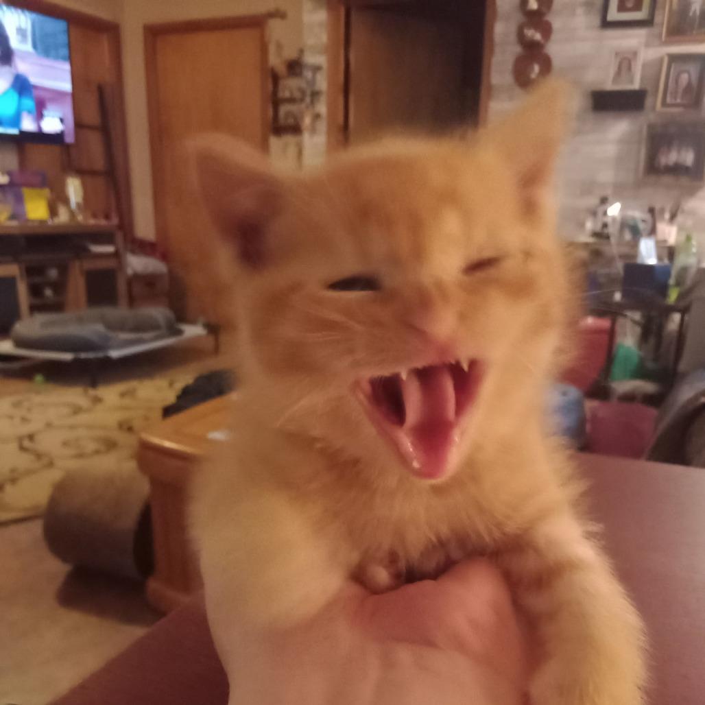 Enlarge Little Monkey, a Adoptable Domestic Short Hair in Albert Lea, MN image 6/6