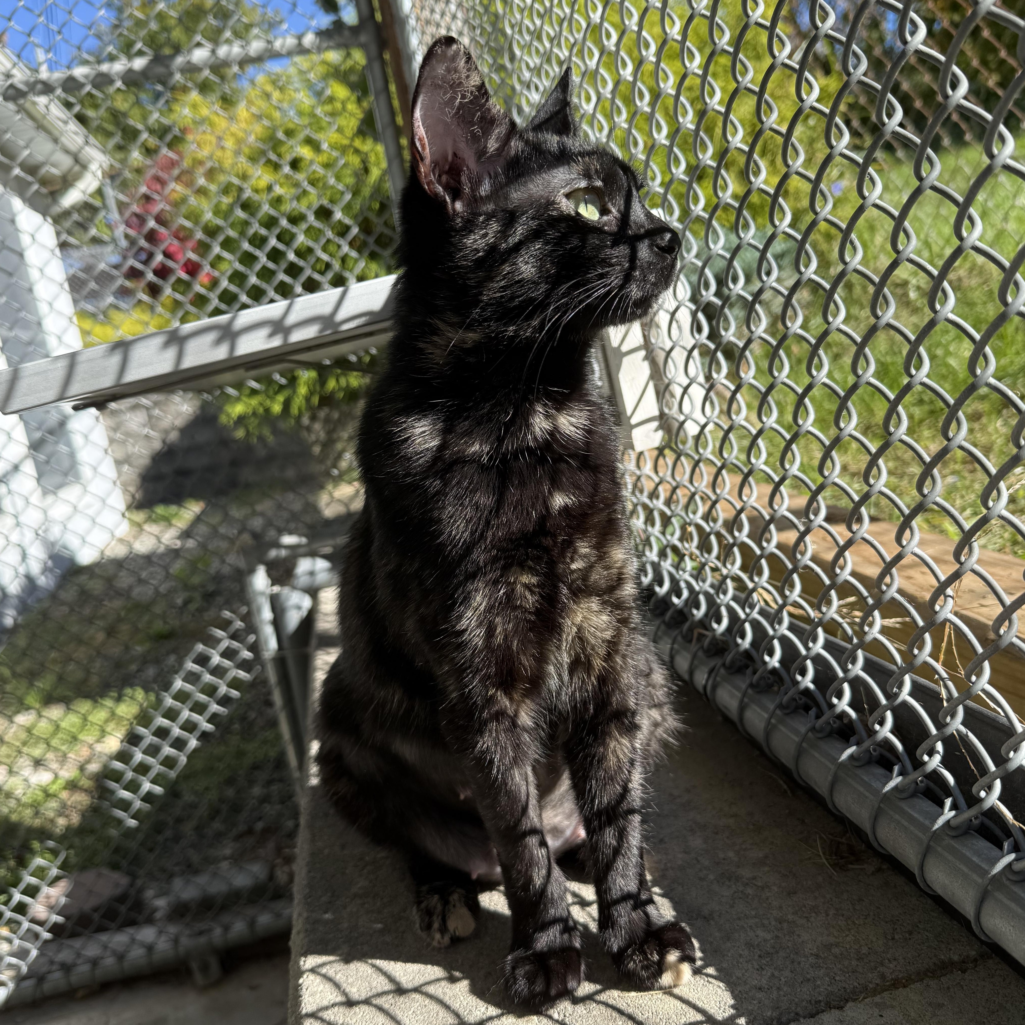 Enlarge Rae, a Adoptable mixed breed in West Milford, NJ image 2/4