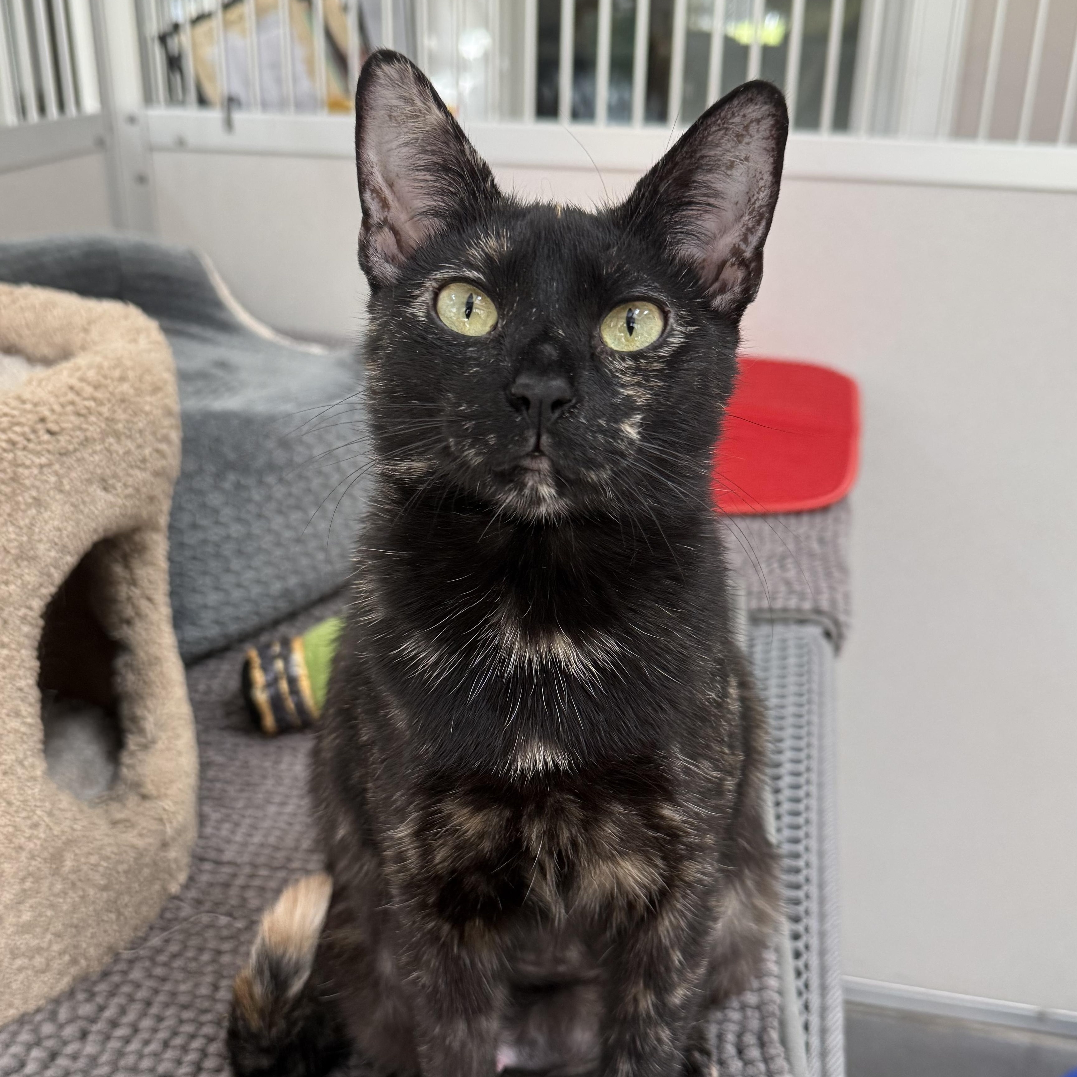 Enlarge Rae, a Adoptable mixed breed in West Milford, NJ image 3/4