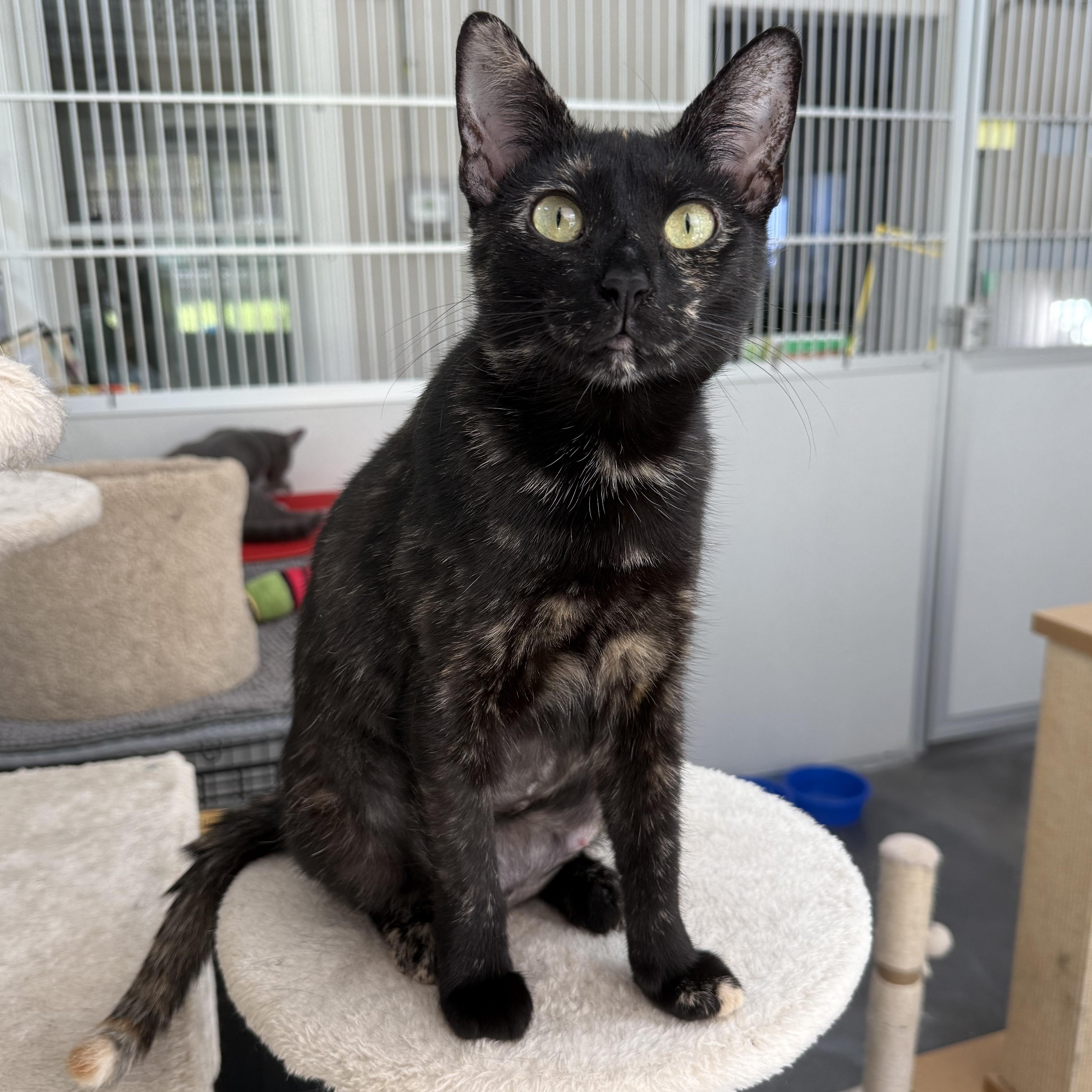 Enlarge Rae, a Adoptable mixed breed in West Milford, NJ image 1/4