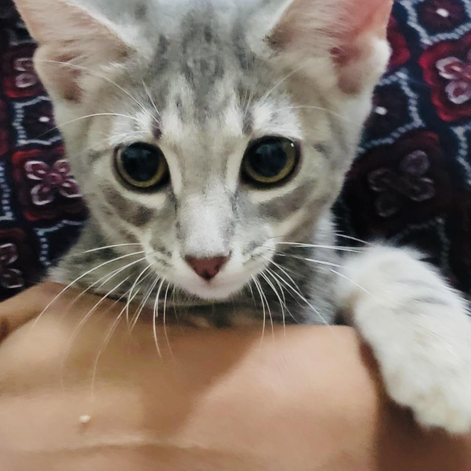 Enlarge Queen Bey (more pics/video to come!!!), a Adoptable Domestic Short Hair in Houston, TX image 2/3