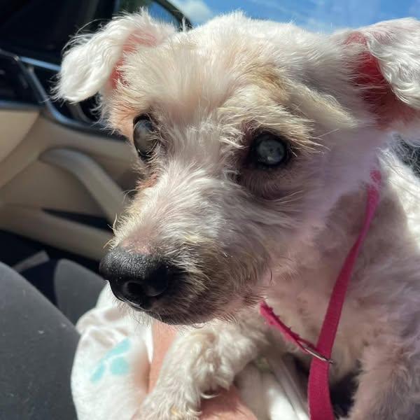 Olaf, an adoptable Maltipoo in Rockville, MD, 20850 | Photo Image 5