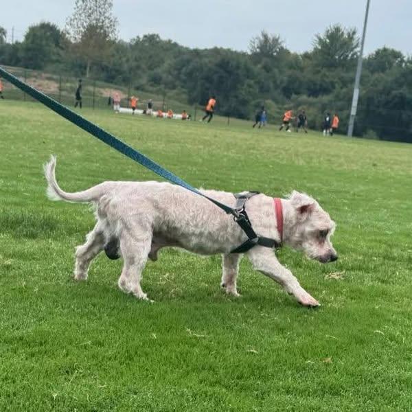 Olaf, an adoptable Maltipoo in Rockville, MD, 20850 | Photo Image 4