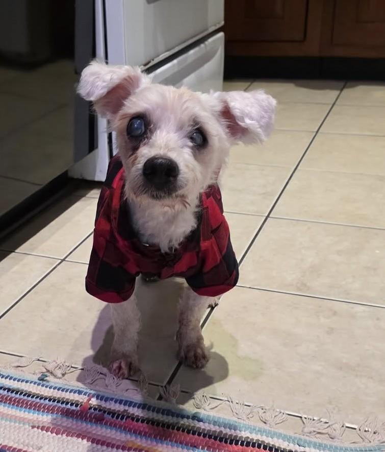 Olaf, an adoptable Maltipoo in Rockville, MD, 20850 | Photo Image 2
