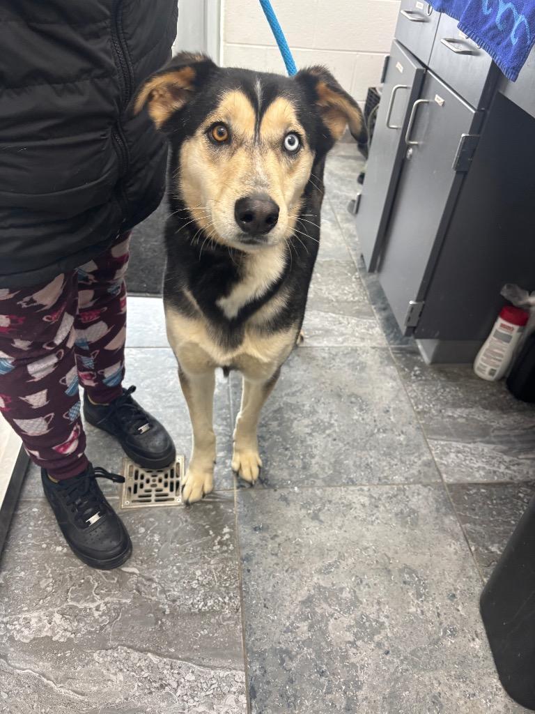 Oreo S, Adoptable, Adult Male Mixed Breed.