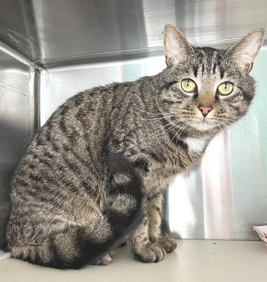 Duncan, Adoptable, Young Male Tabby.
