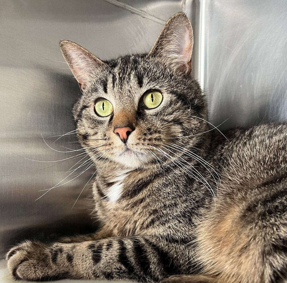 Enlarge Duncan, a Adoptable Tabby in Carrollton, GA image 2/3