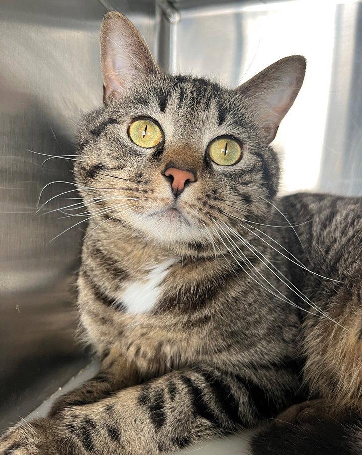 Enlarge Duncan, a Adoptable Tabby in Carrollton, GA image 3/3