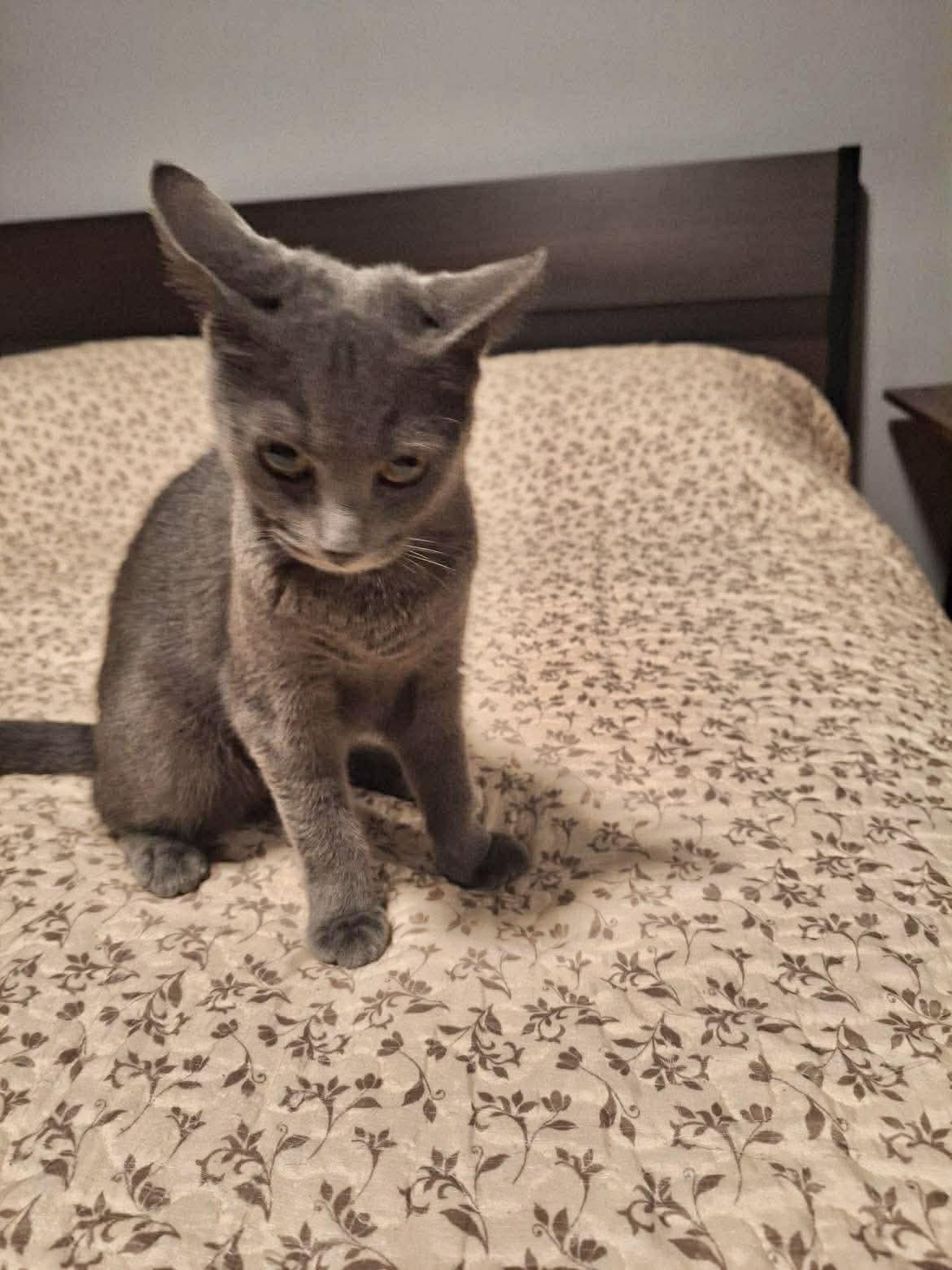 Enlarge Sonata, a Adoptable Domestic Short Hair in Brooklyn , NY image 2/4