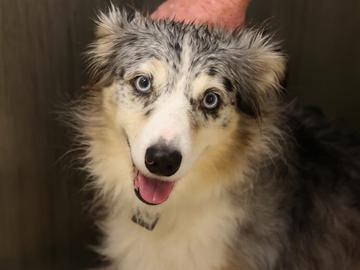 Bluegrass, Adoptable, Adult Male Australian Shepherd & Mixed Breed.