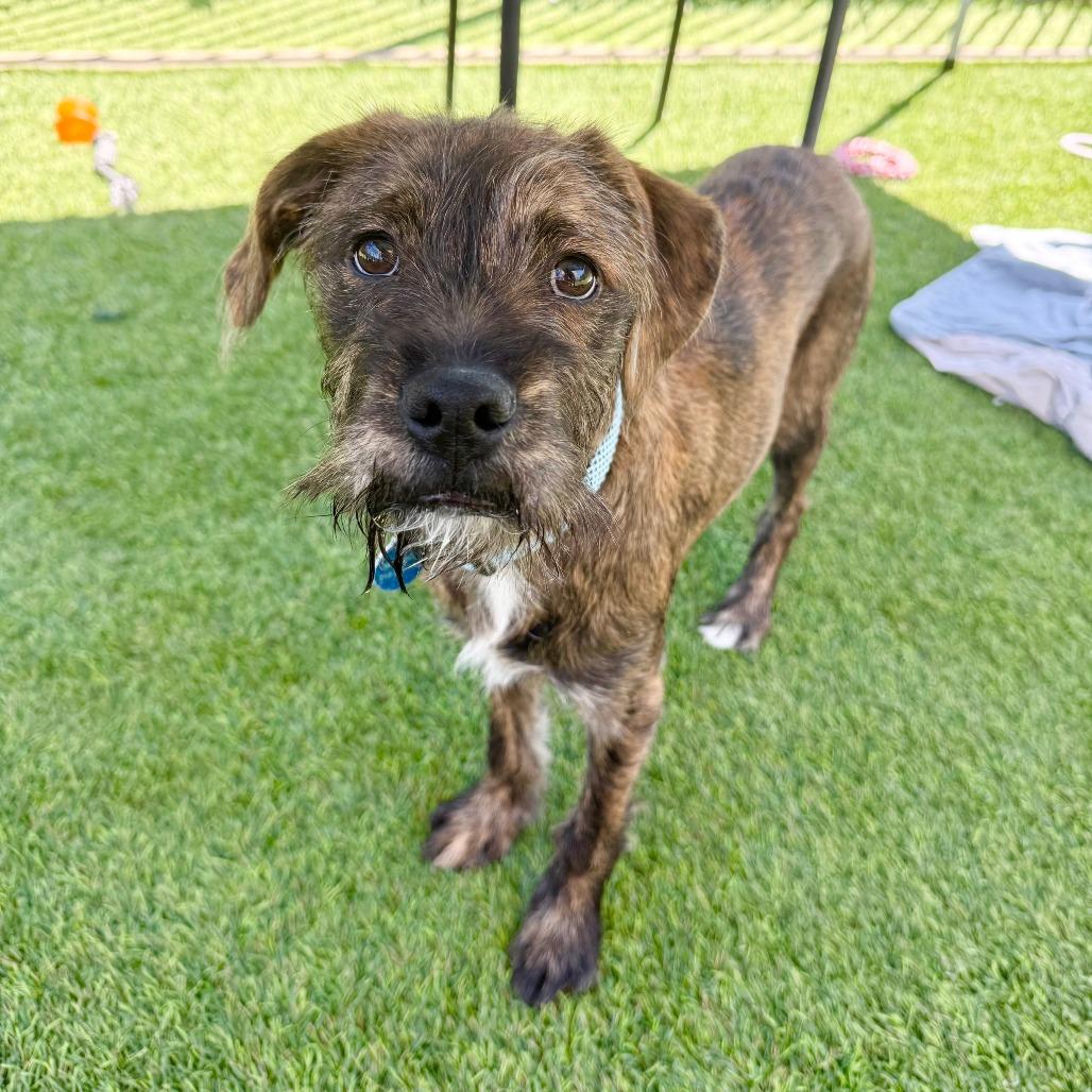 David, Adoptable, Puppy Male Boxer.