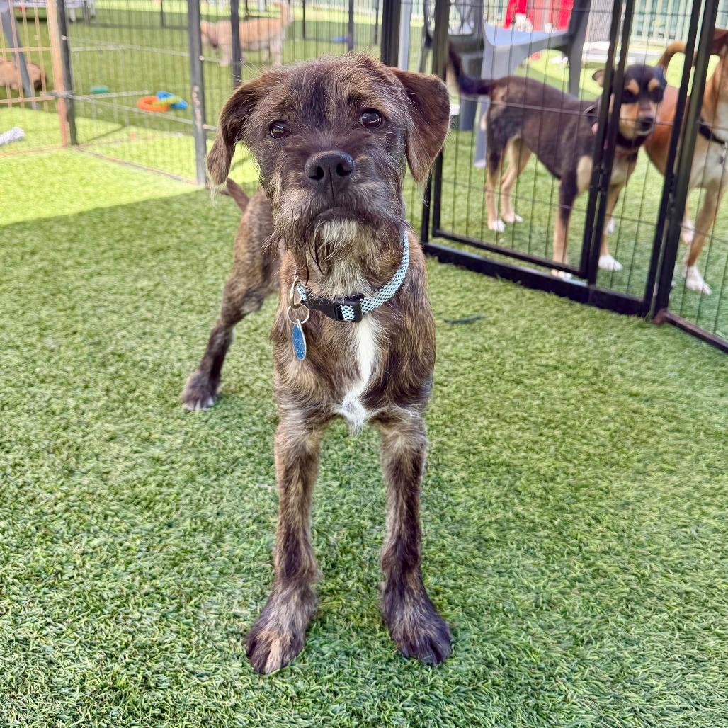 David, a Adoptable Boxer in Agoura Hills, CA image 2/5