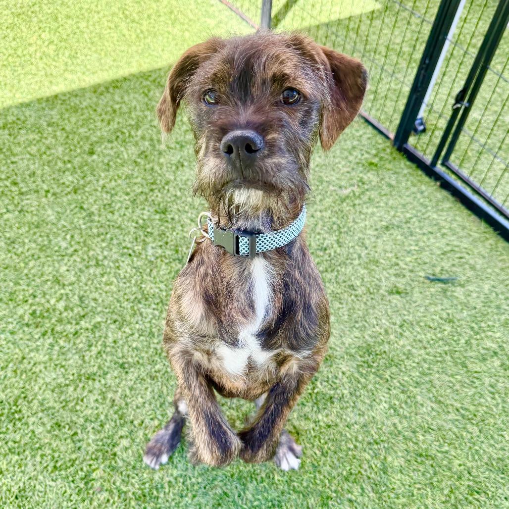 David, a Adoptable Boxer in Agoura Hills, CA image 3/5