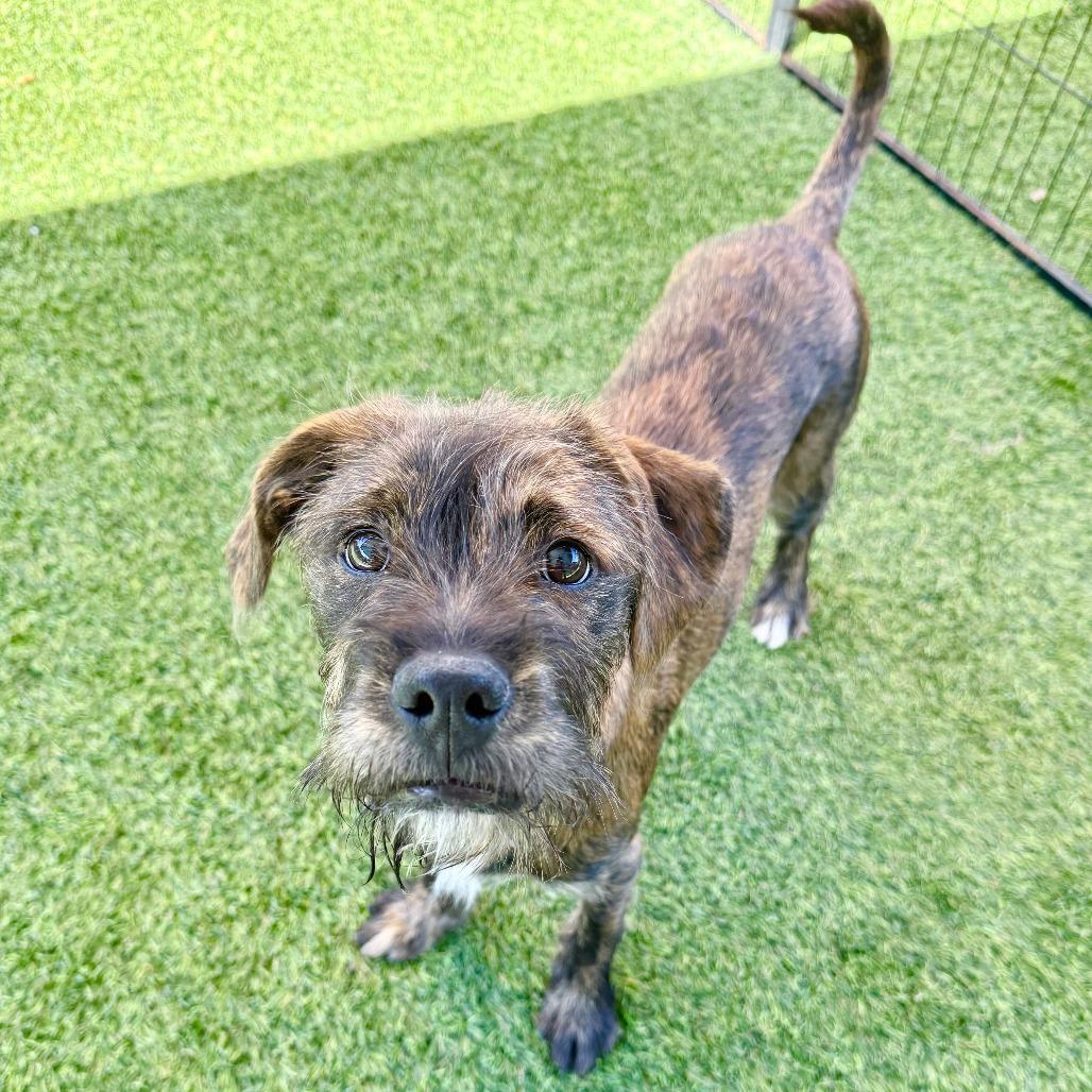 David, a Adoptable Boxer in Agoura Hills, CA image 4/5