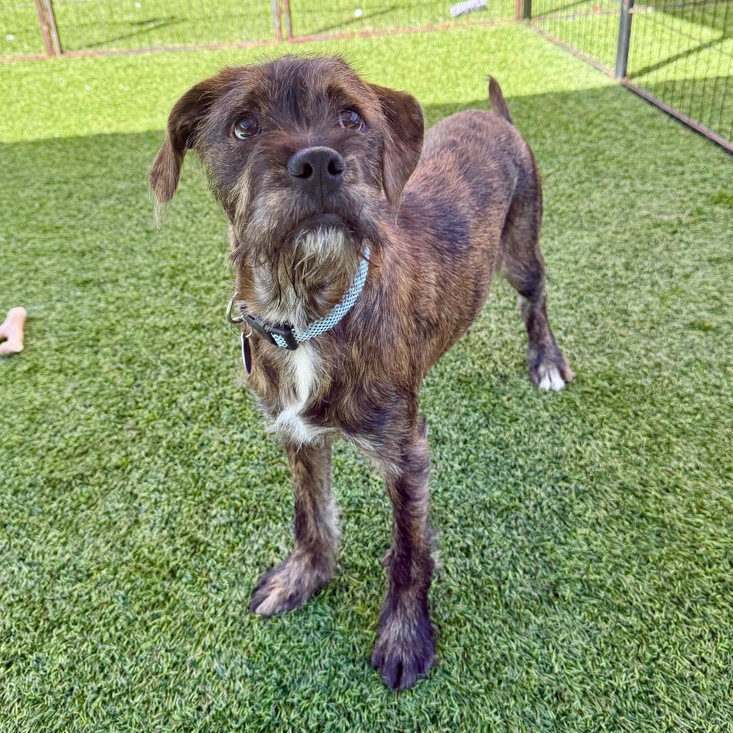 David, a Adoptable Boxer in Agoura Hills, CA image 5/5