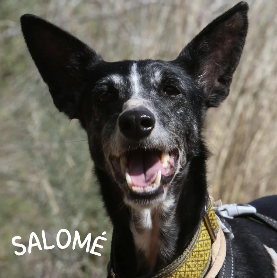 Enlarge Salome, a ADOPTABLE Portuguese Podengo in Winter Park, FL image 1/1