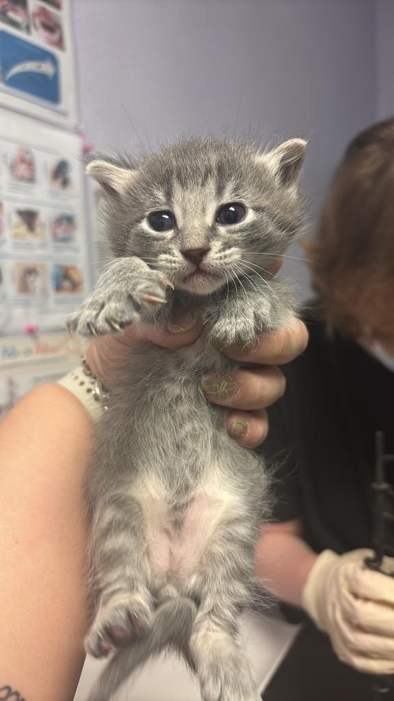 Earl Gray, Adoptable, Kitten Male Domestic Short Hair.