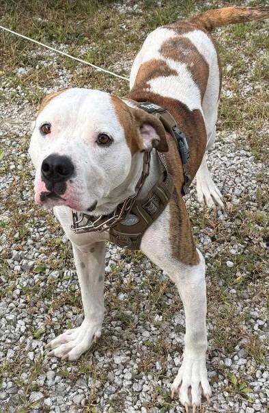 Enlarge Rocky, a Adoptable mixed breed in Greencastle, IN image 1/1