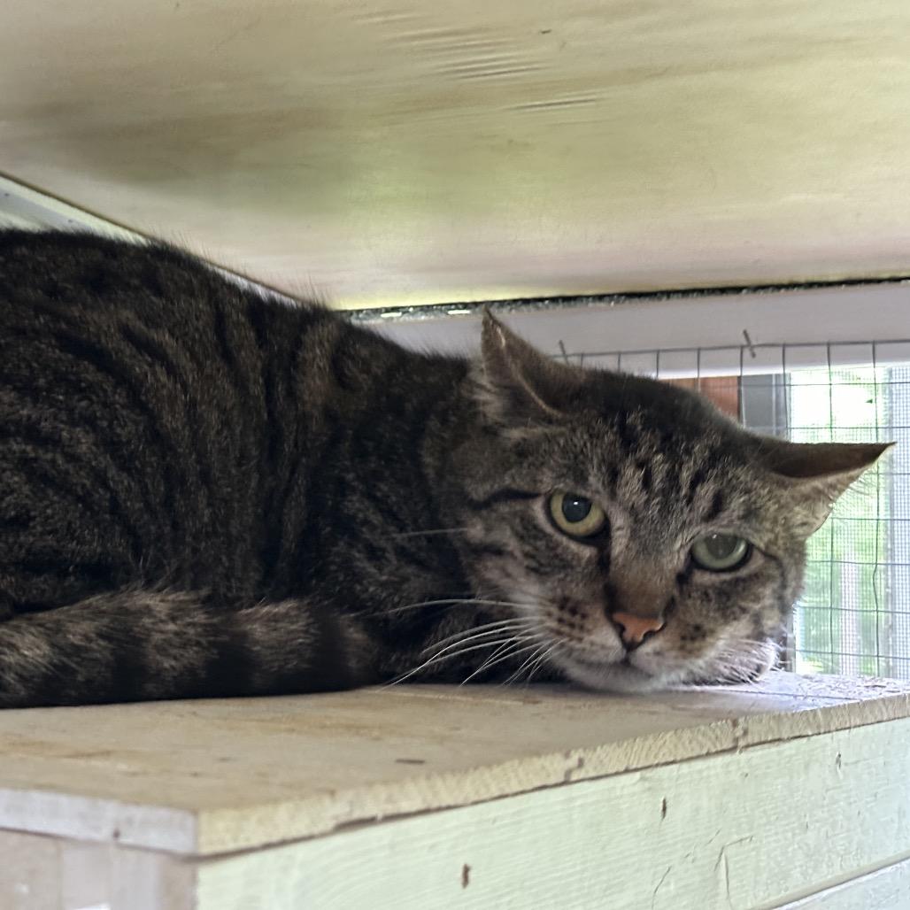 Wally, Adoptable, Adult Male Domestic Short Hair.