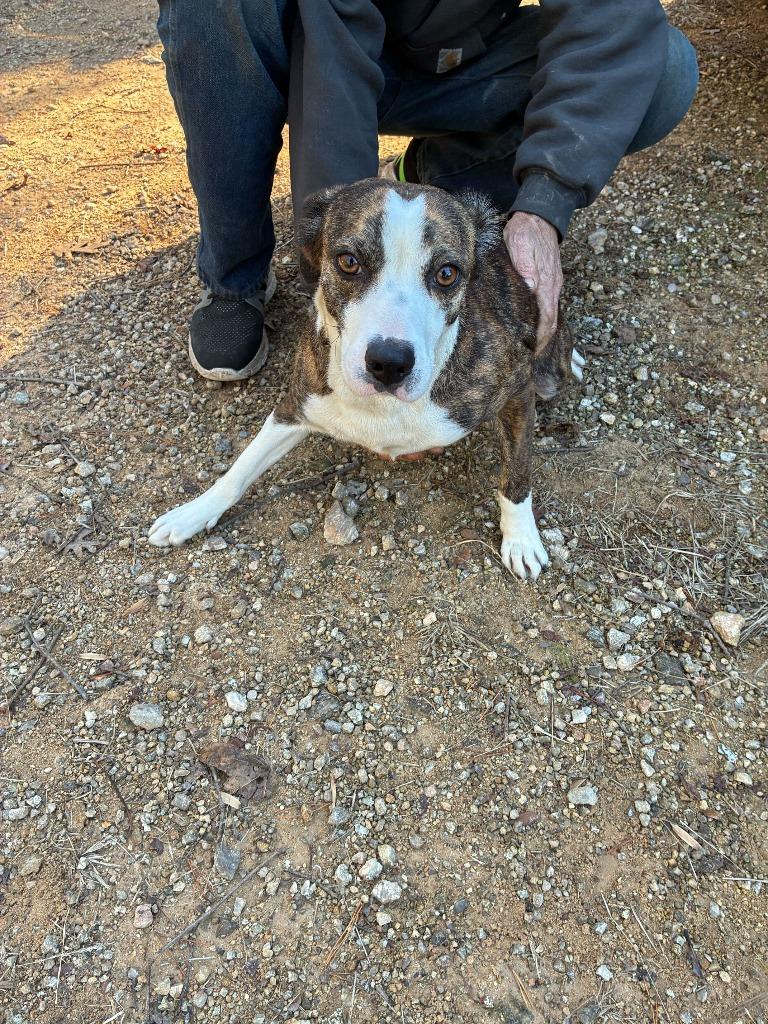 Twilight-Adoptable, Adoptable, Young Female Pit Bull Terrier.