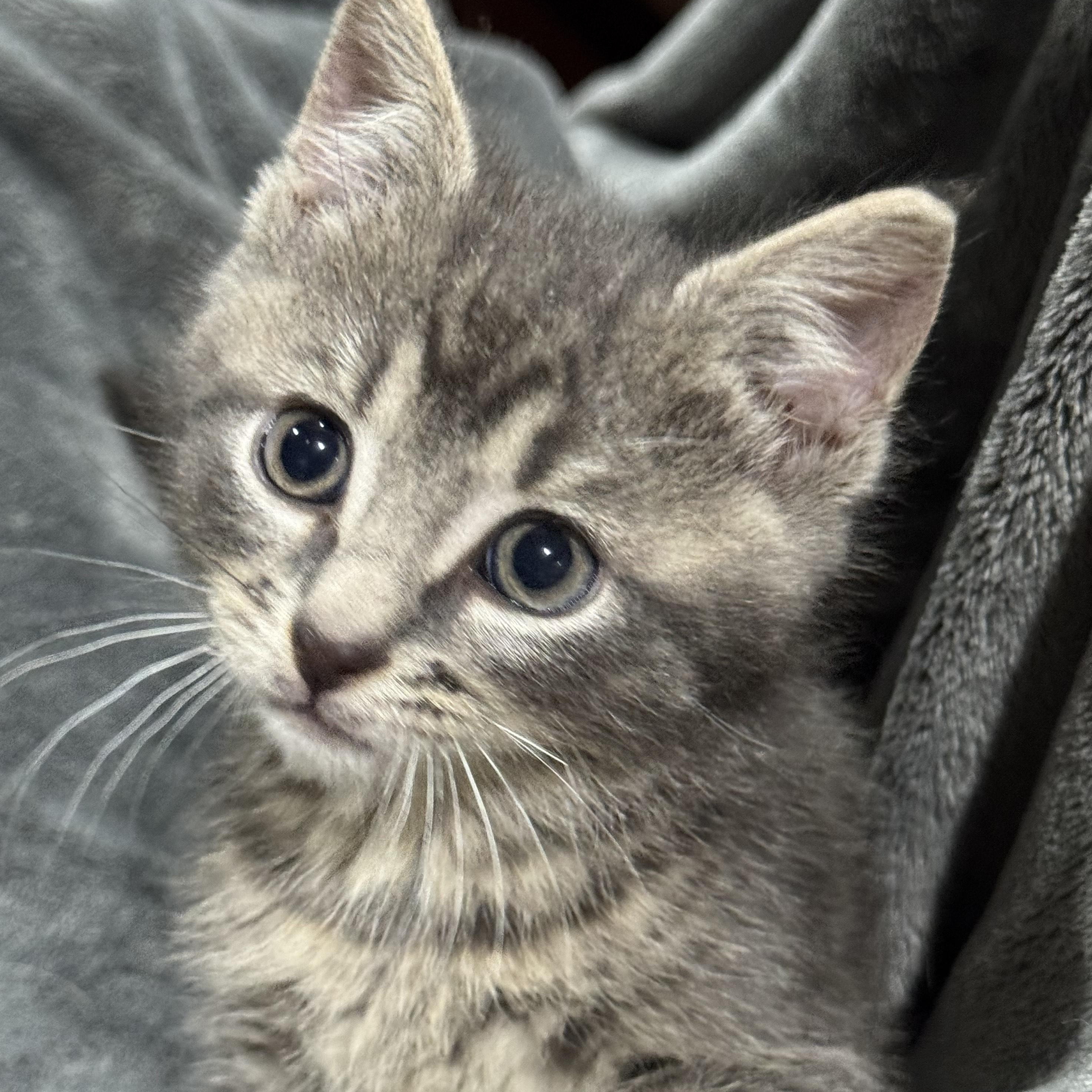 Tucker, Adopted, Kitten Male Domestic Medium Hair.