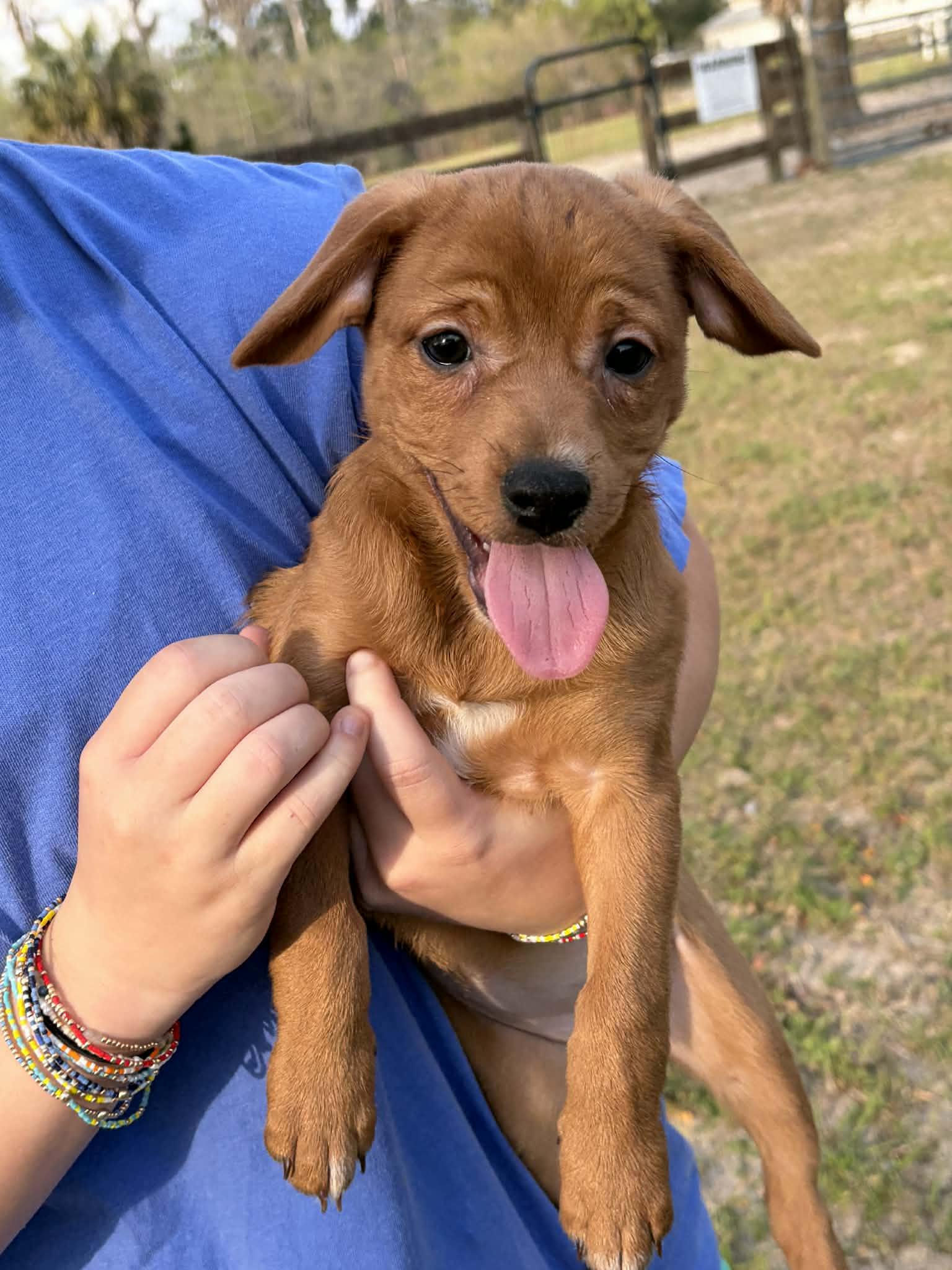 Enlarge Buttercup, a Adopted mixed breed in Panama City, FL image 2/6