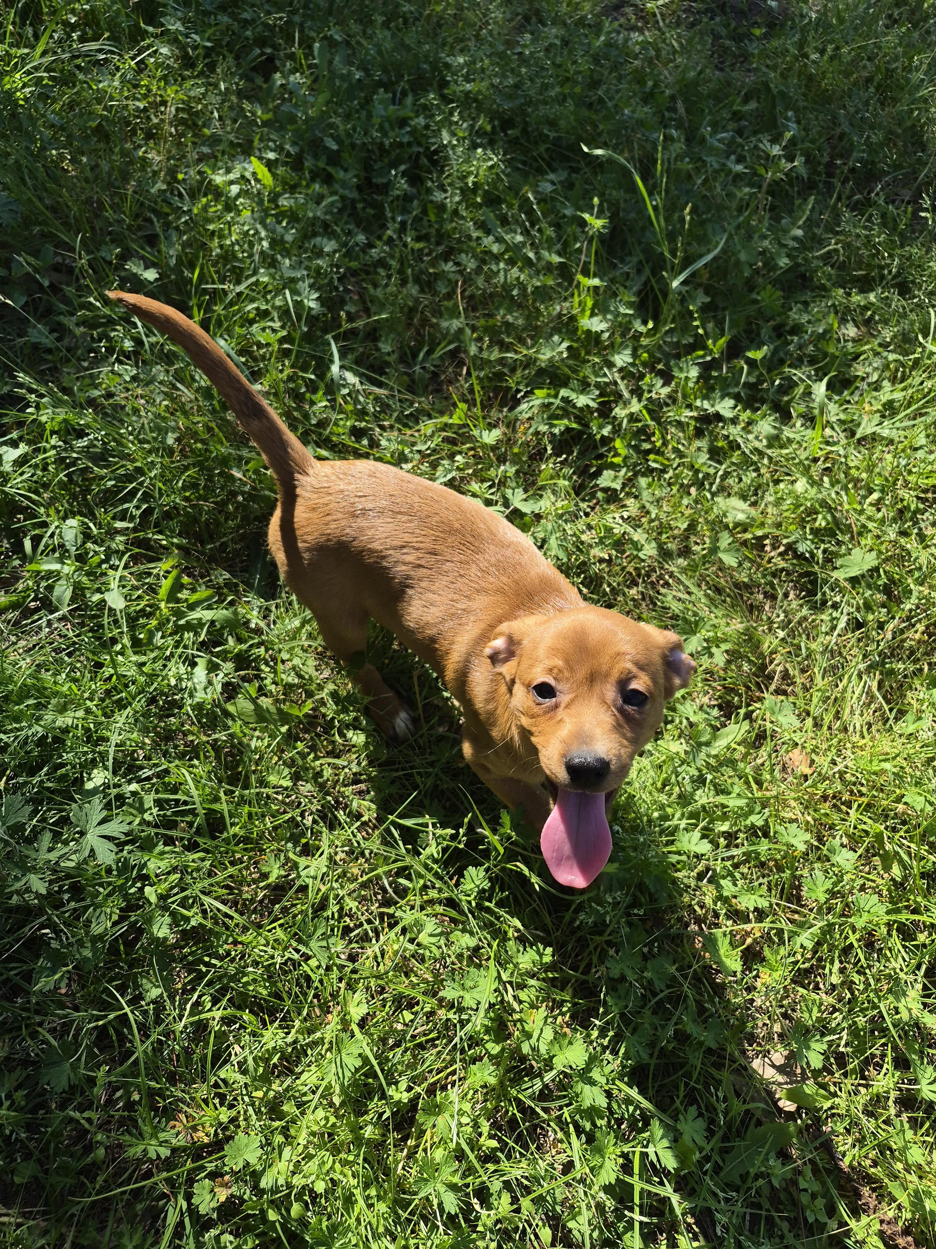 Enlarge Buttercup, a Adopted mixed breed in Panama City, FL image 3/6