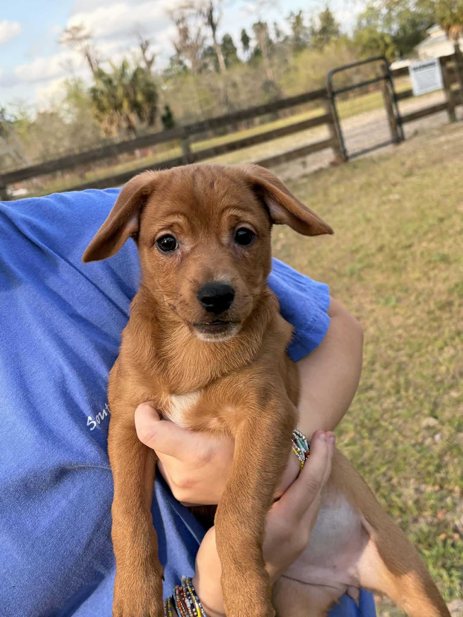 Enlarge Buttercup, a Adopted mixed breed in Panama City, FL image 4/6