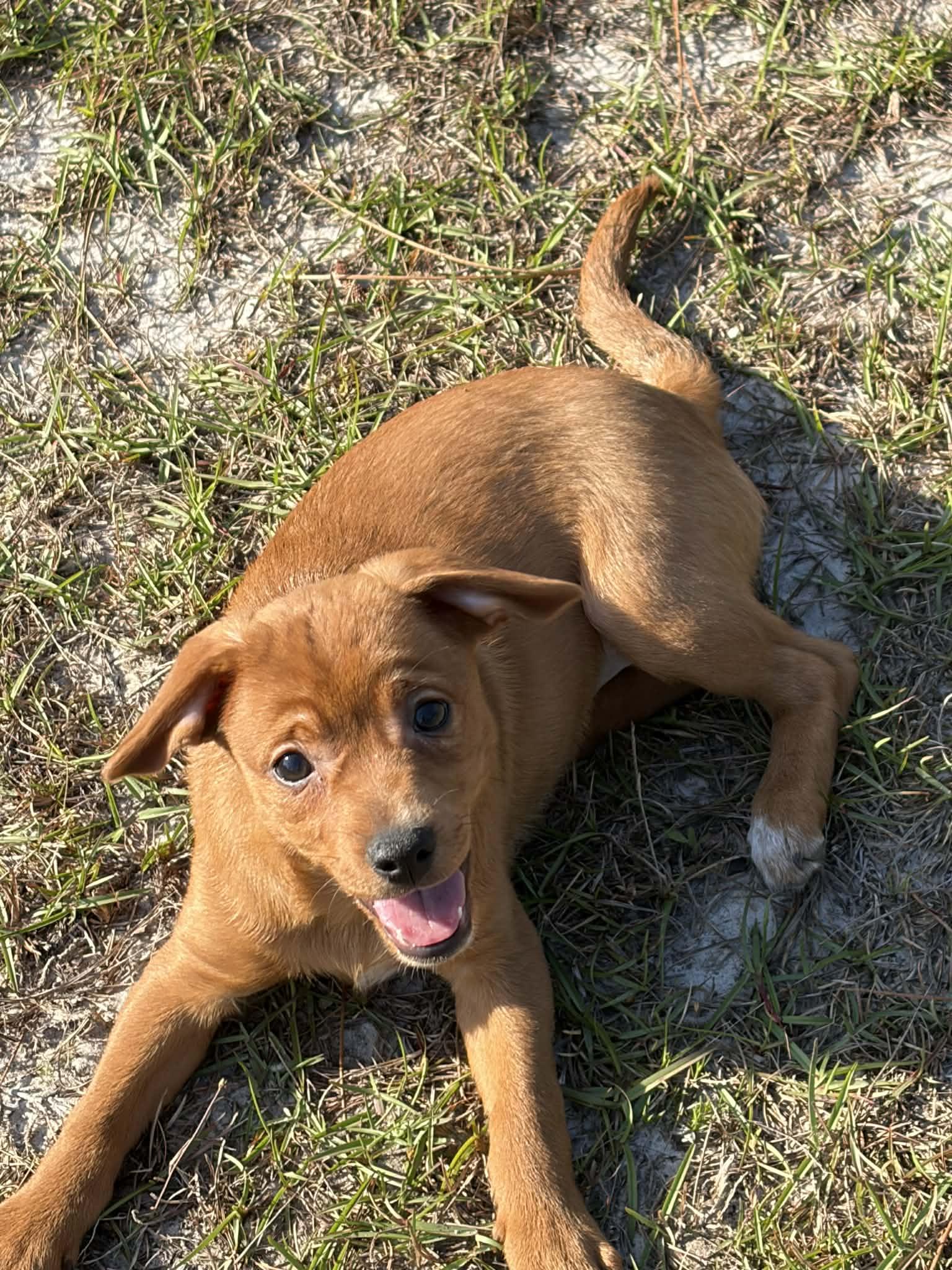 Enlarge Buttercup, a Adopted mixed breed in Panama City, FL image 5/6