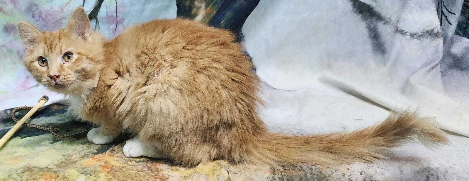 Enlarge 251735  Julius, a Adopted Domestic Medium Hair in Wetumpka, AL image 1/3