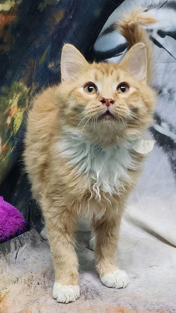 Enlarge 251735  Julius, a Adopted Domestic Medium Hair in Wetumpka, AL image 2/3