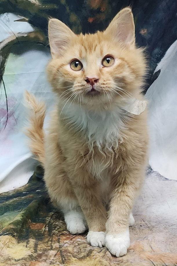 Enlarge 251735  Julius, a Adopted Domestic Medium Hair in Wetumpka, AL image 3/3