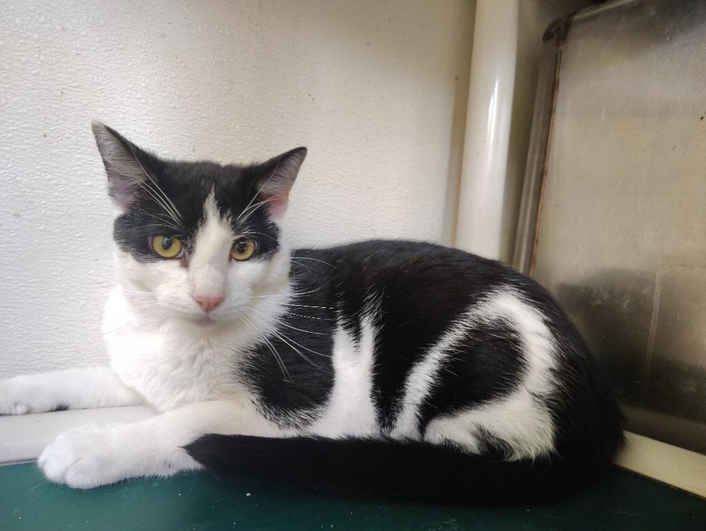 Merlin, Adoptable, Young Male Domestic Short Hair.