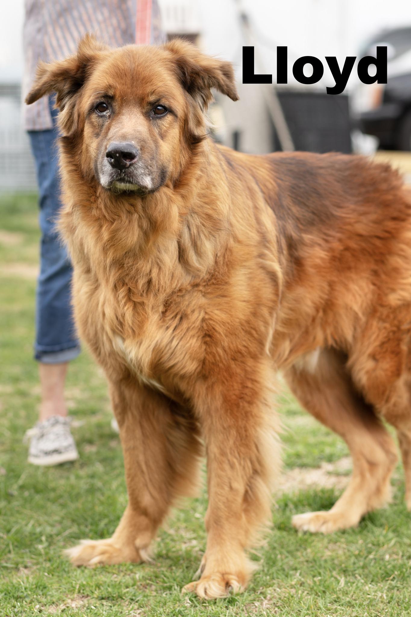 Lloyd, adopted, Adult Male Mixed Breed.