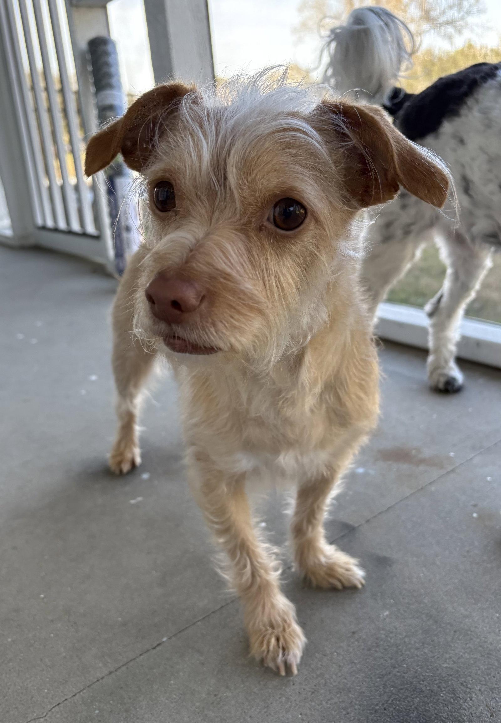 Darrow, Adopted, Young Male Cairn Terrier.