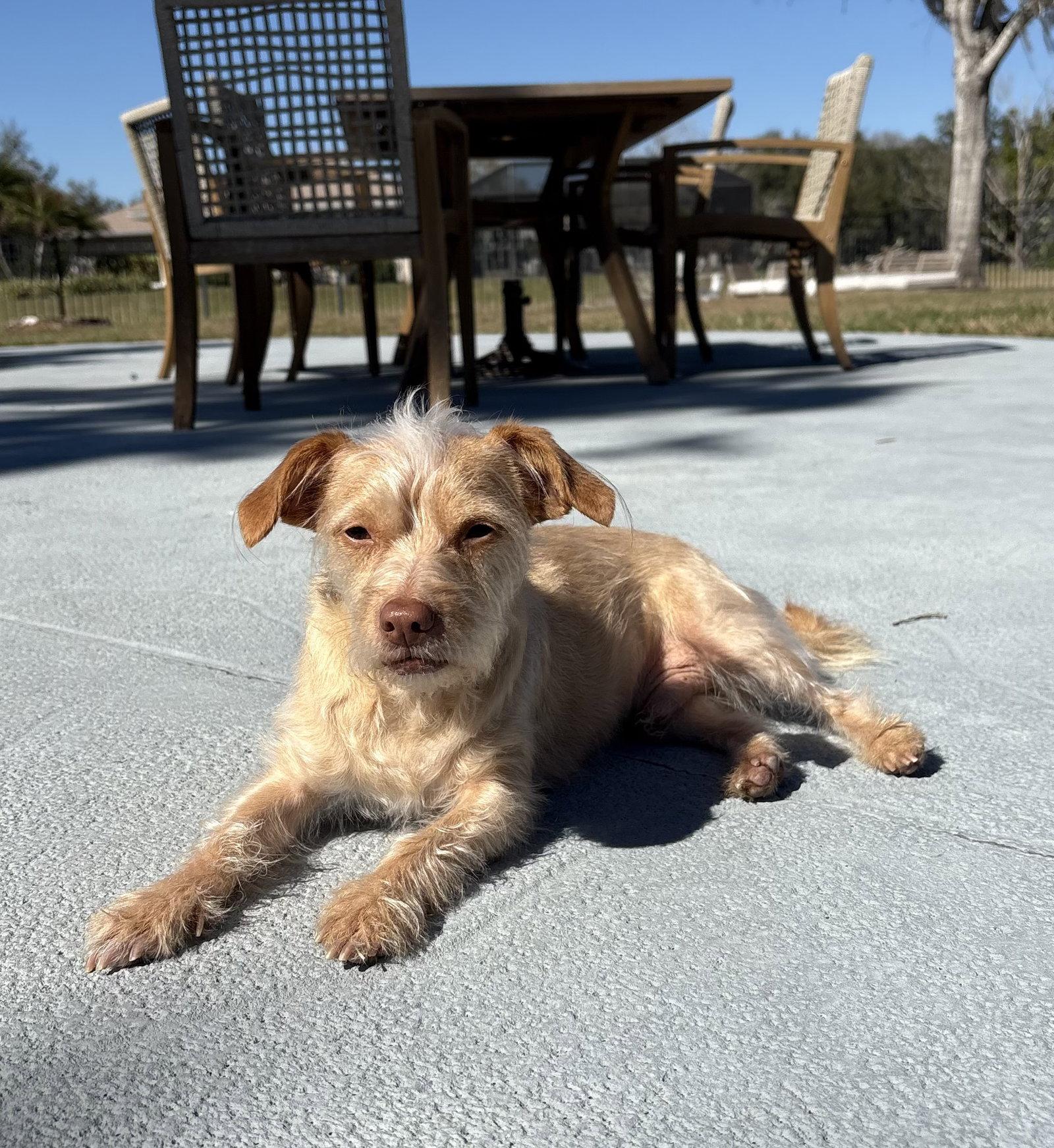 Enlarge Darrow, a Adopted Cairn Terrier in Valrico, FL image 3/3