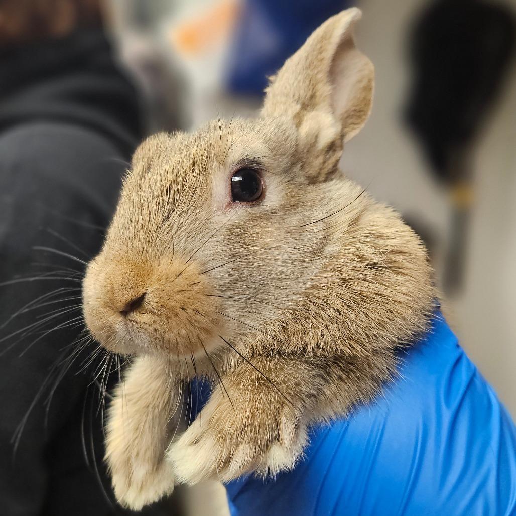 Sleepy -IN FOSTER, Adoptable, Young Female Bunny Rabbit.