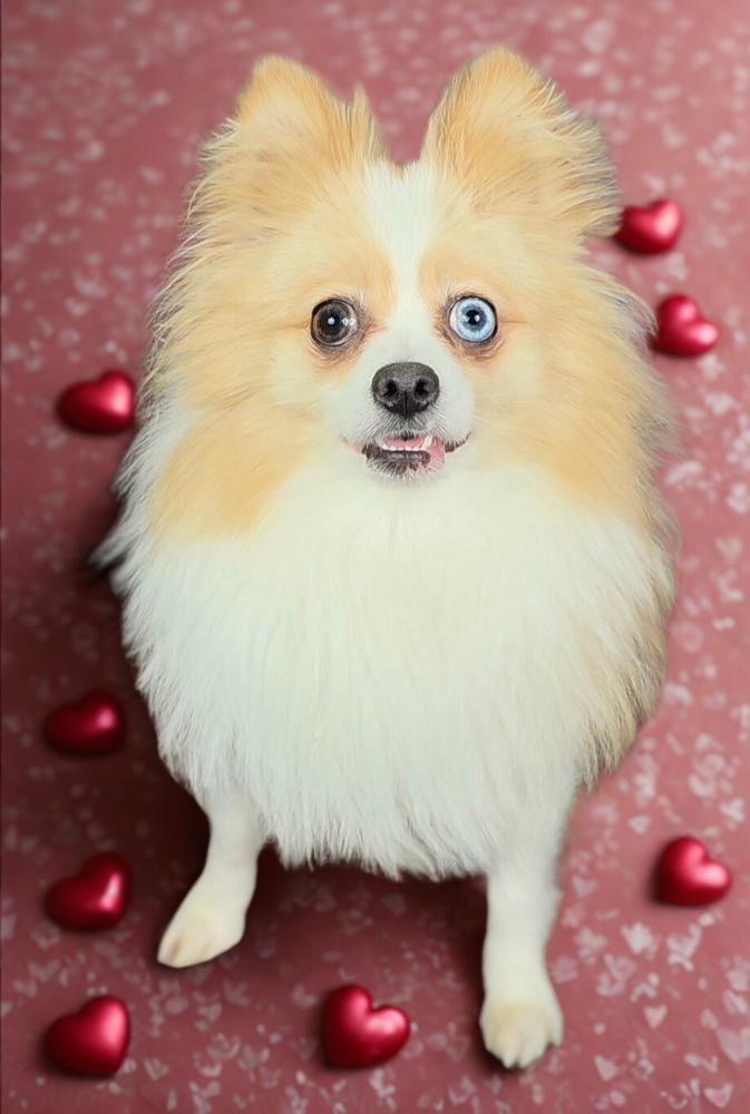 Ginger, Adoptable, Adult Female Pomeranian.
