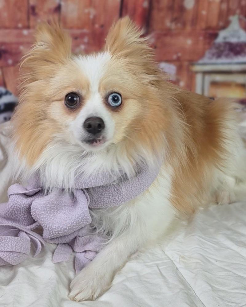 Enlarge Ginger, a Adoptable Pomeranian in Oakland, MI image 5/6