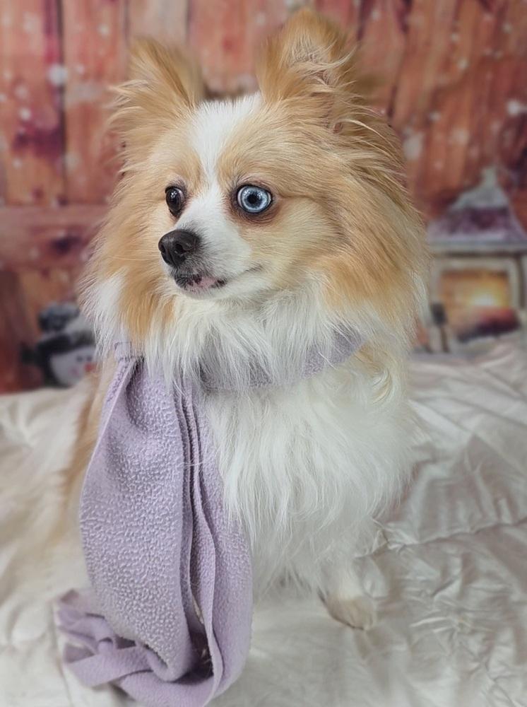 Enlarge Ginger, a Adoptable Pomeranian in Oakland, MI image 6/6