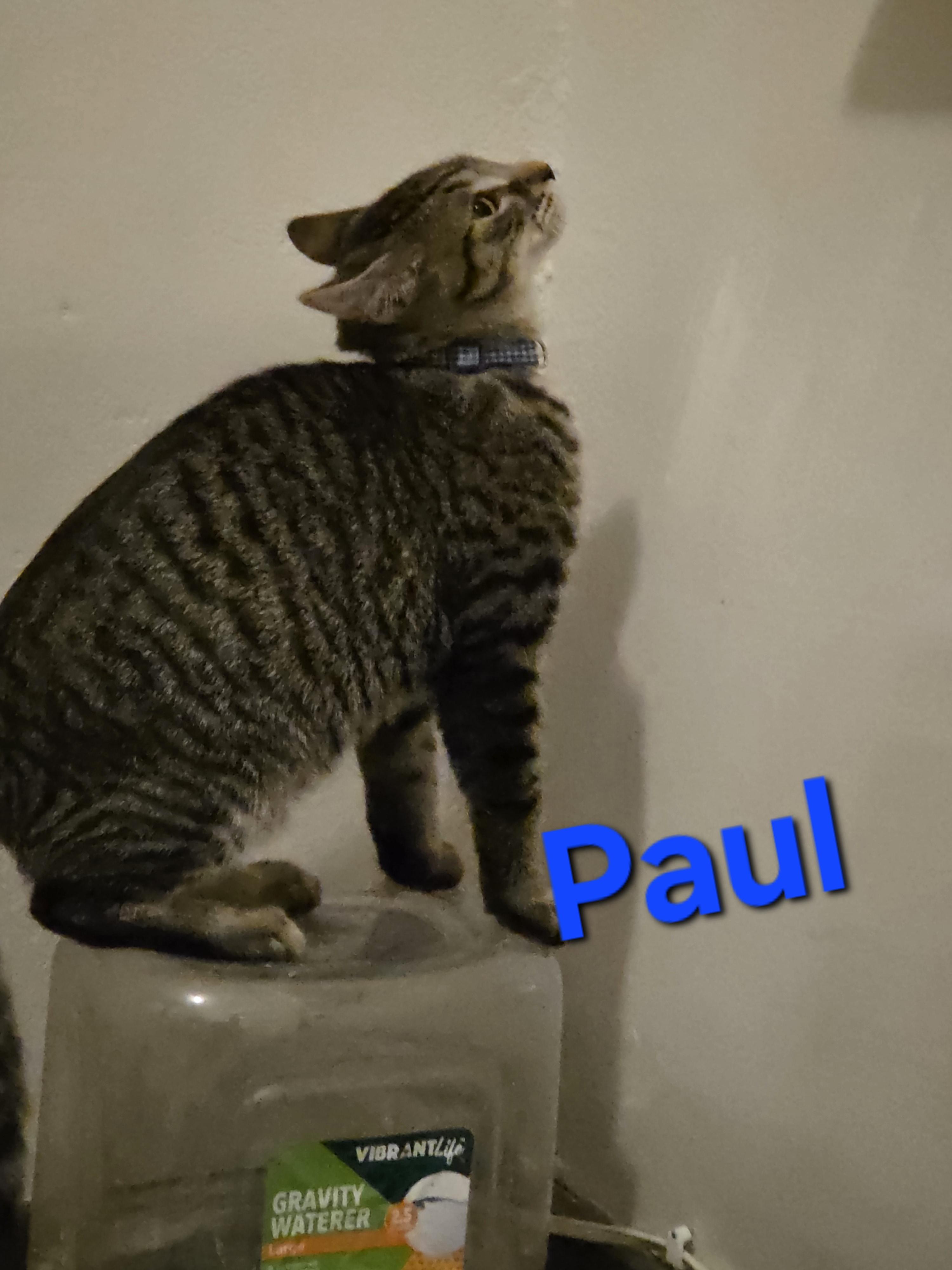 Paul photo 1