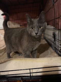 Enlarge Whisper, a Adoptable Domestic Short Hair in Nutley, NJ image 1/2