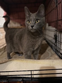 Enlarge Whisper, a Adoptable Domestic Short Hair in Nutley, NJ image 2/2