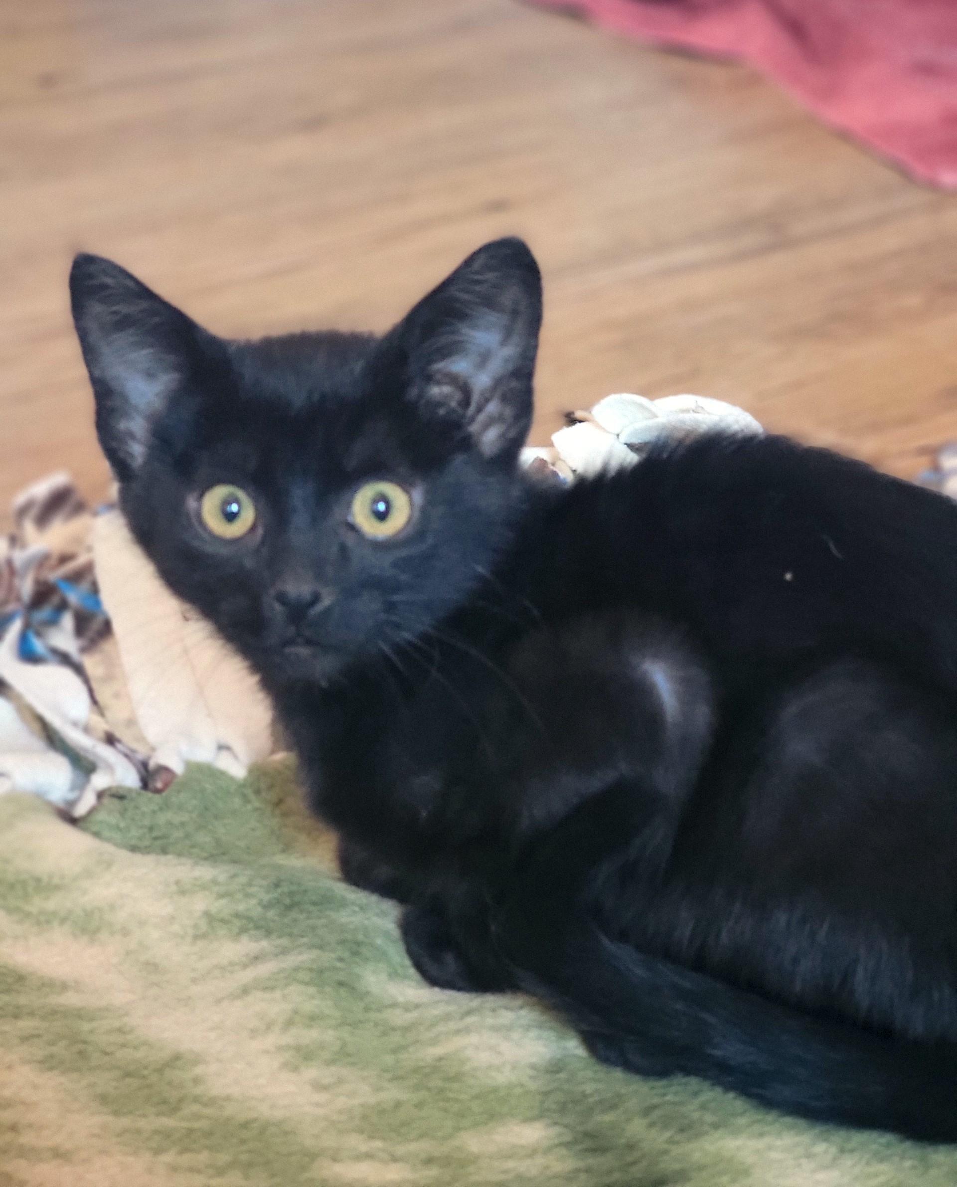 Lovey, Baby Female Domestic Short Hair